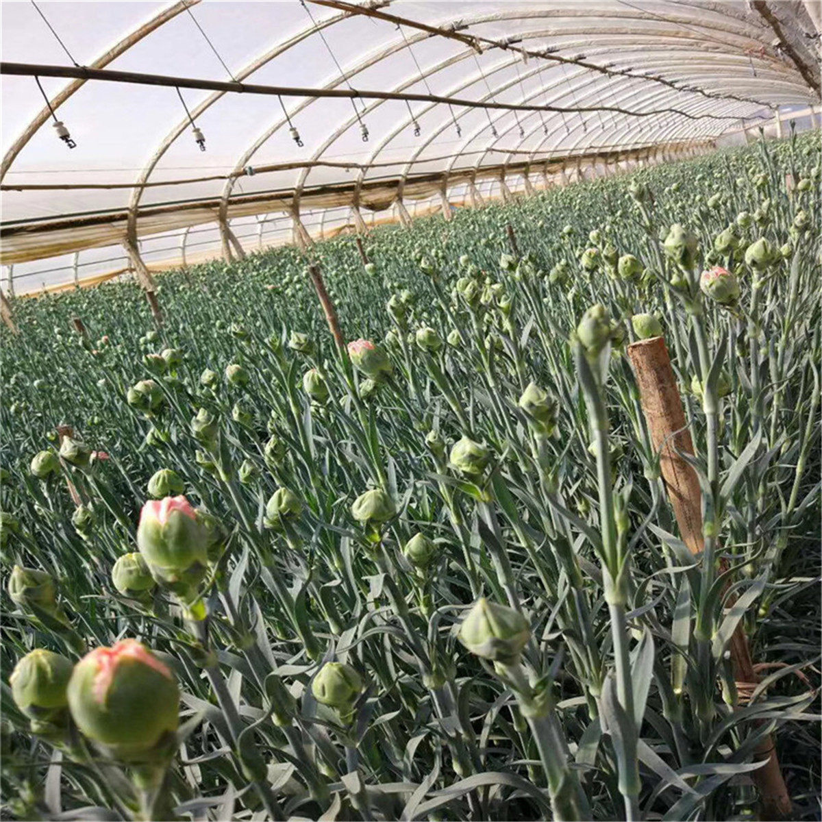 云南斗南基地直发多头盆栽康乃馨花苗切花高杆石竹苗母亲鲜花50棵