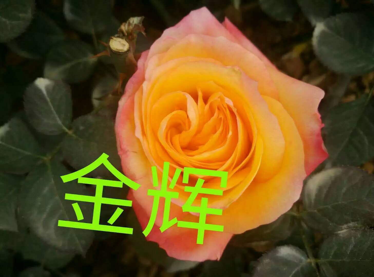 云南花苗蔷薇多头小玫瑰蔷薇