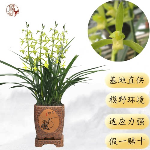 翠兰花价格 翠兰花图片 星期三