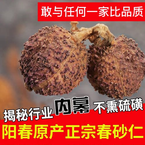 正宗春砂仁精选大果不熏硫