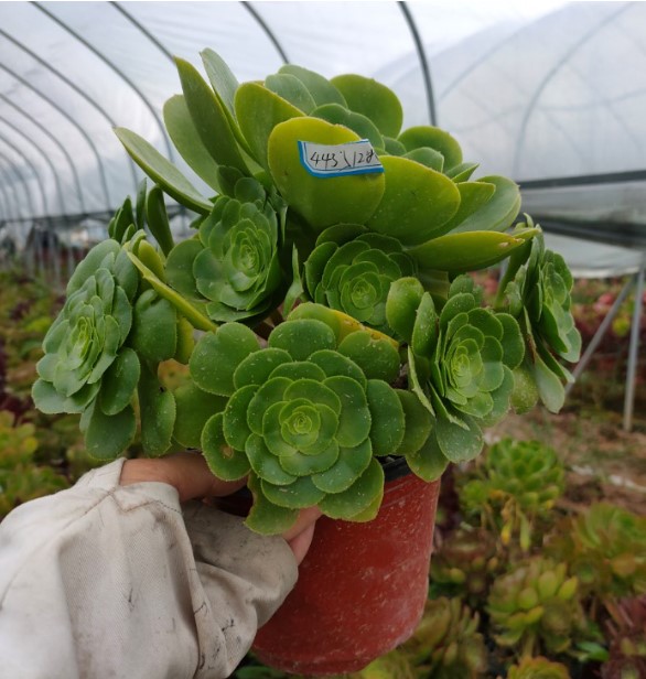 真仙园 法师类 八尺镜法师 一物一拍 多肉植物 绿植花卉 基地直销