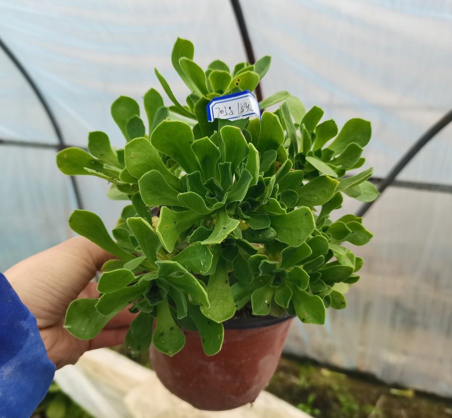 真仙园 多肉植物 冰绒法师一物一拍所见即所得 办公室盆栽花卉