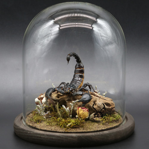 标本雨林蝎生态微景观