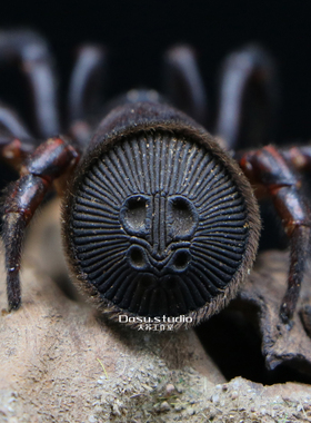 里氏盘腹蛛微景观玻璃礼物摆件