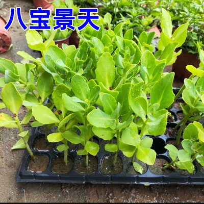 八宝景天蝎子草华丽三七蚊虫叮咬止痒跌打损伤活血盆栽绿植多年生
