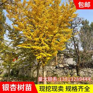 银杏树包成活多尺寸工程大树绿化风景防风带银杏树苗园林银杏大树