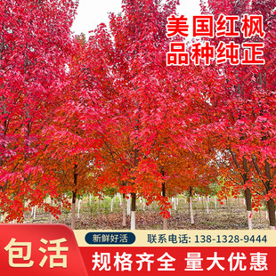 美国红枫树苗庭院风景大树红点红冠秋火焰园林绿化行道门前观赏树