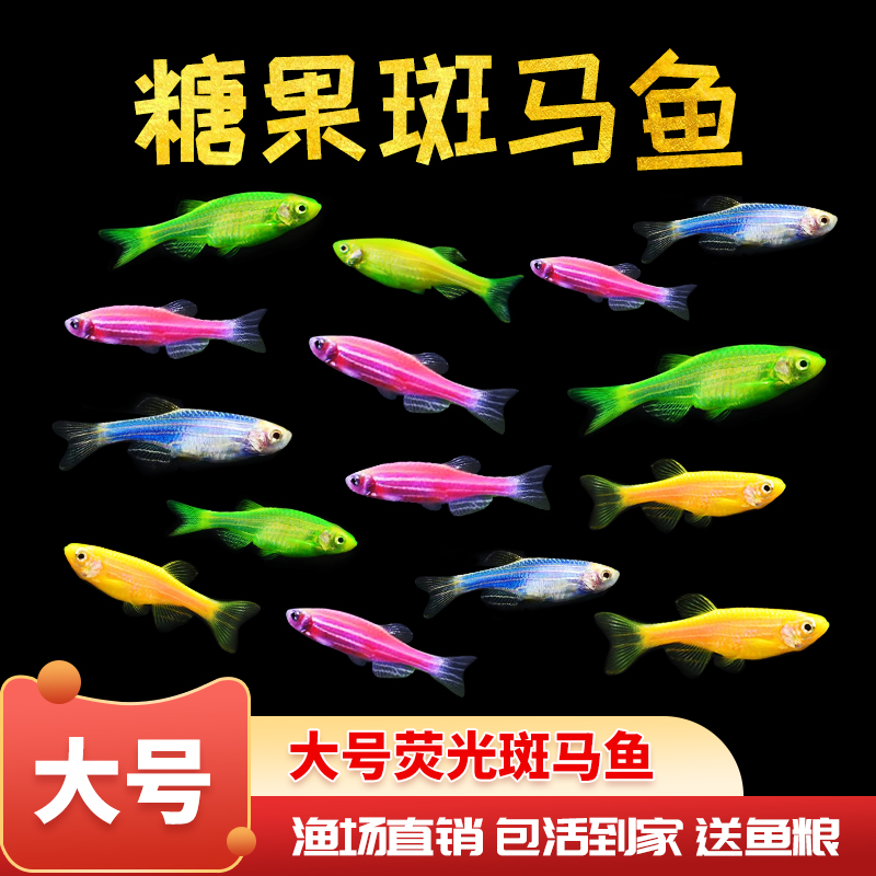 小型活体蓝斑马热带鱼