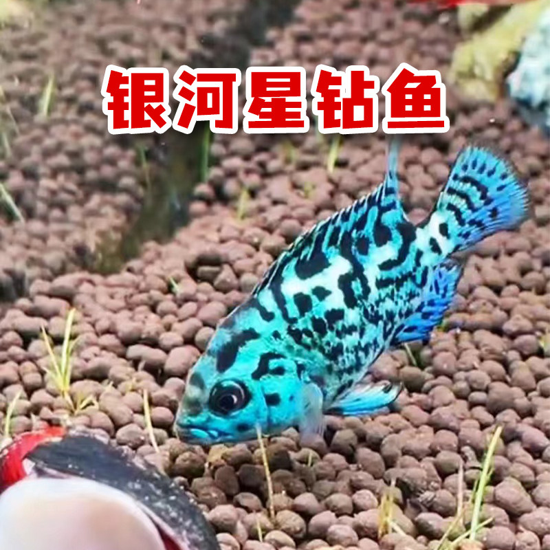 银河星钻鱼短鲷美洲慈鲷鱼三湖慈鲷活体珍珠豹热带观赏鱼新手易养