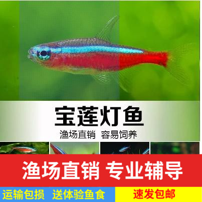 宝莲灯灯笼鱼红绿灯小型灯鱼鱼缸水草缸群游淡水鱼热带鱼观赏鱼