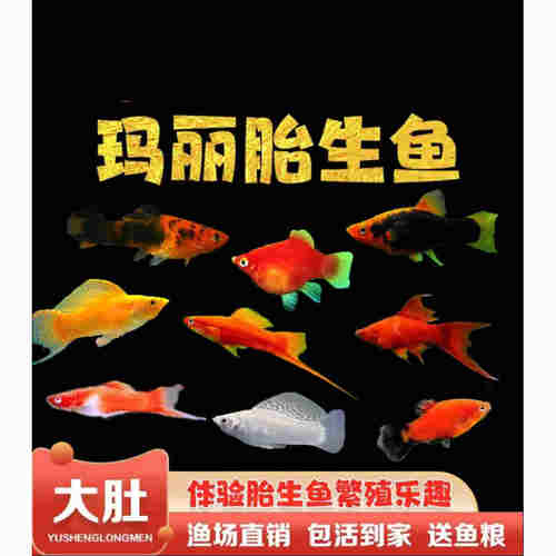 红米奇鱼观赏鱼胎生鱼小型鱼
