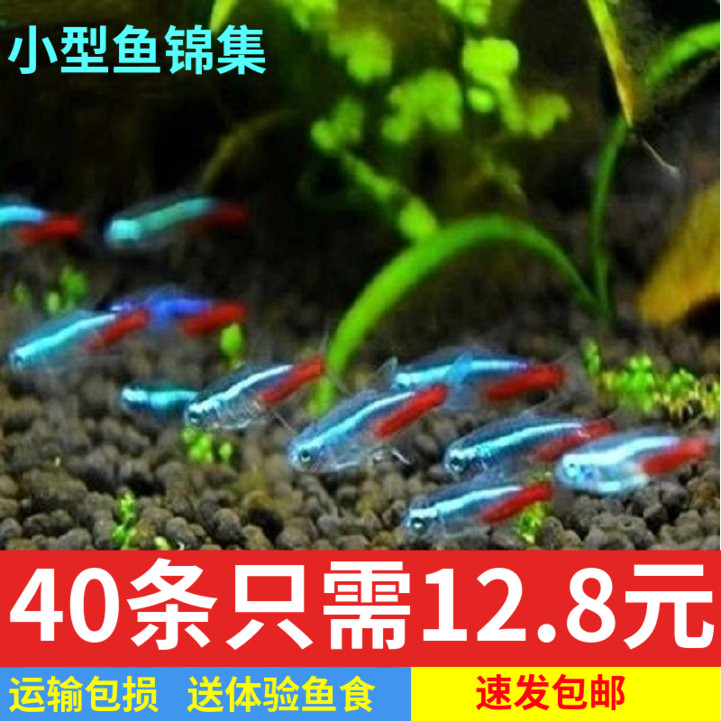 鱼渔场直销品质热带鱼宝莲灯包邮