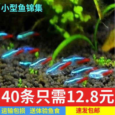 鱼渔场直销品质热带鱼宝莲灯包邮