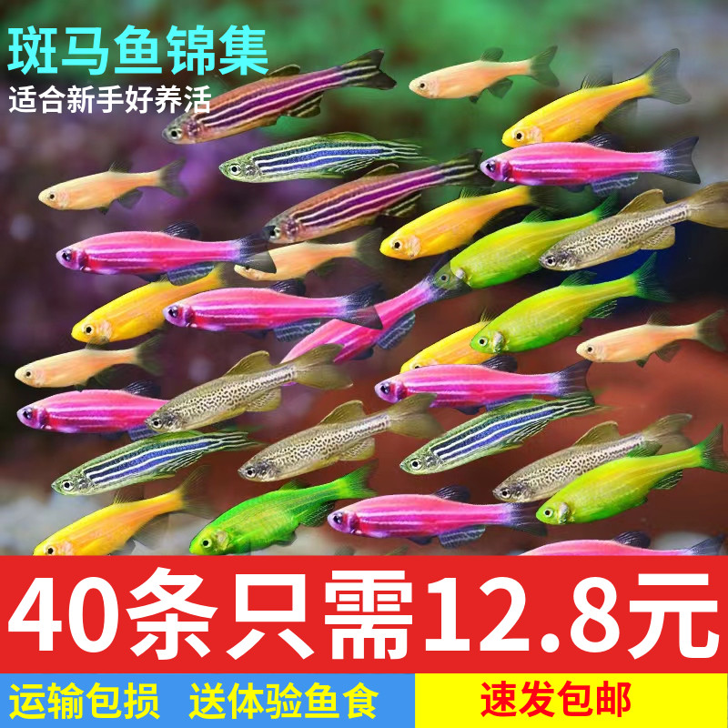 观赏鱼公母斑马鱼淡水鱼小型活鱼