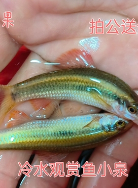 观赏鱼小鳈 网红原生鱼一线冷水鱼不加温中下层群游