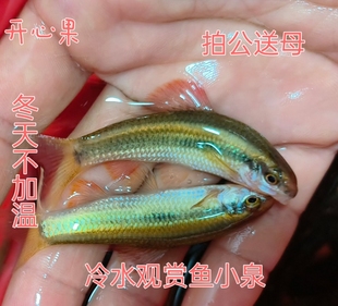 观赏鱼小鳈 网红原生鱼一线冷水鱼不加温中下层群游