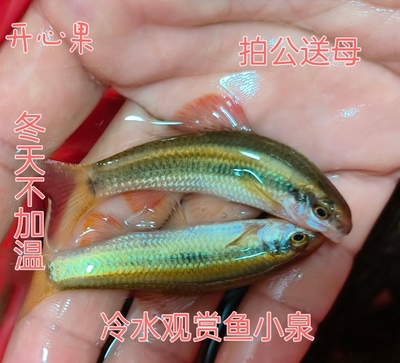 观赏鱼小鳈 网红原生鱼一线冷水鱼不加温中下层群游