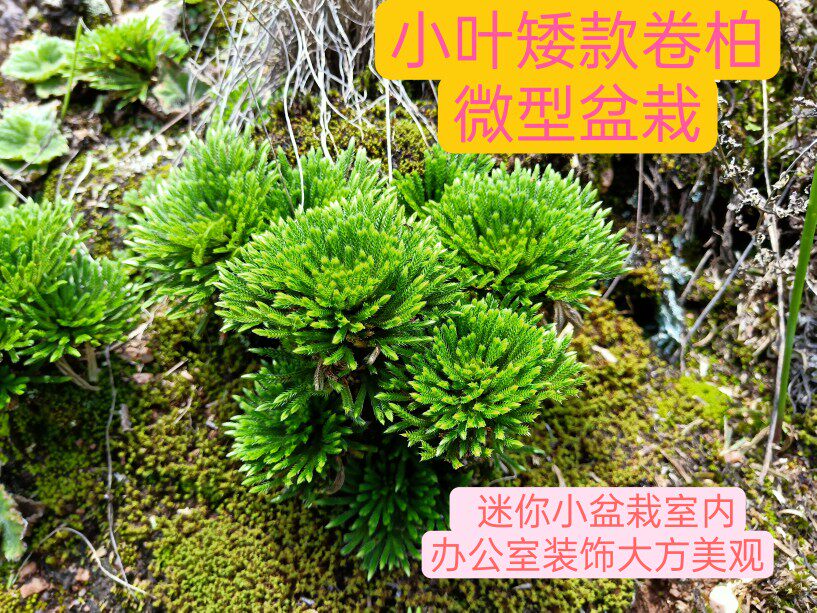 还魂草 卷柏小型绿植室内盆栽 耐寒见水还阳