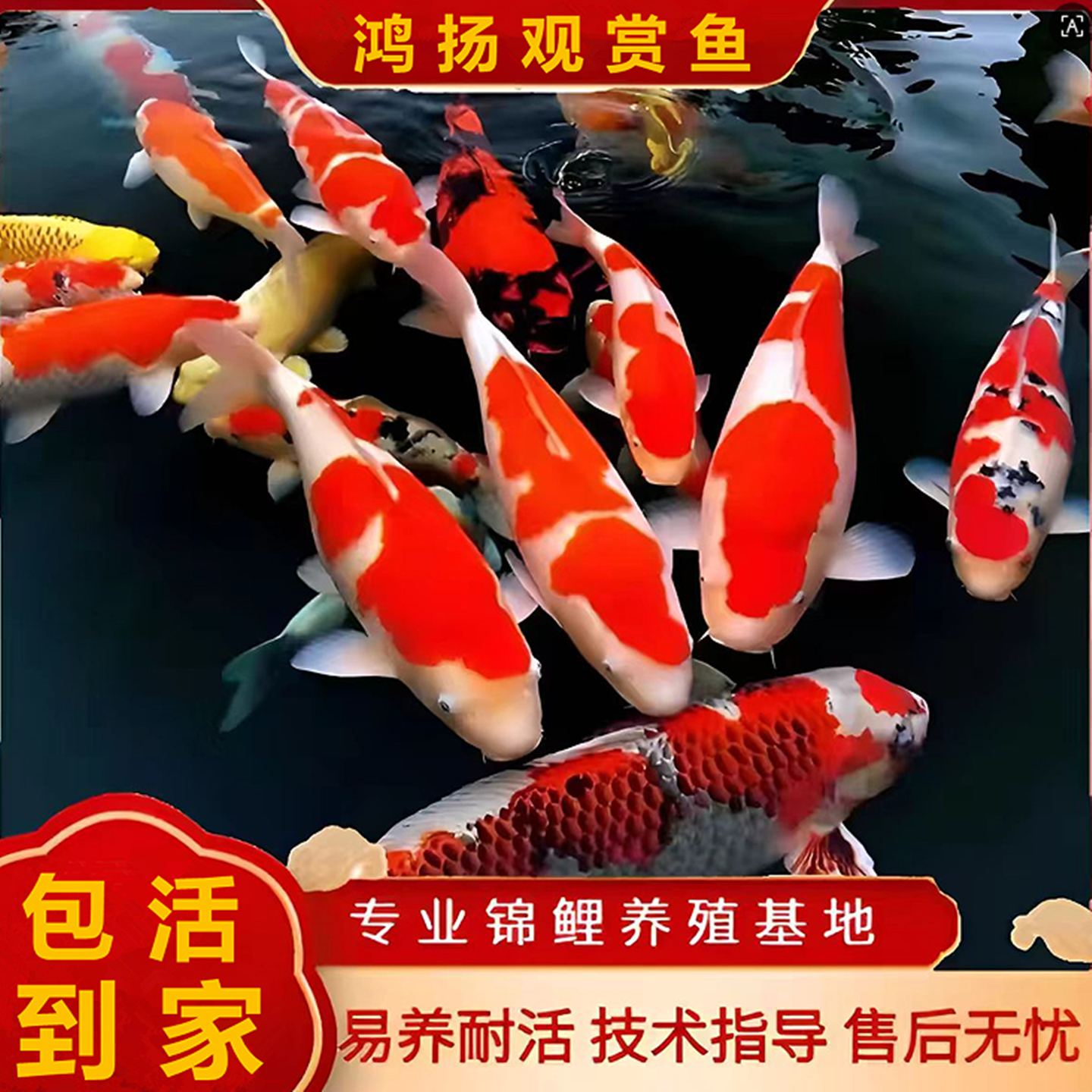 宠物鱼大正三色锦鲤活体纯种红白黄金鱼淡水观赏鱼冷水鱼锦鲤活鱼