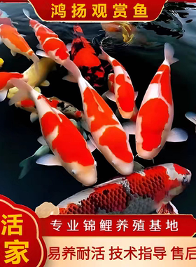 红白三色锦鲤鱼室外大型好养活鱼
