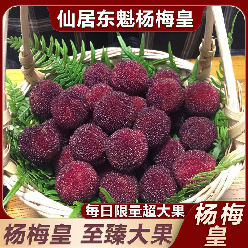 每日限购至臻杨梅皇仙居杨梅