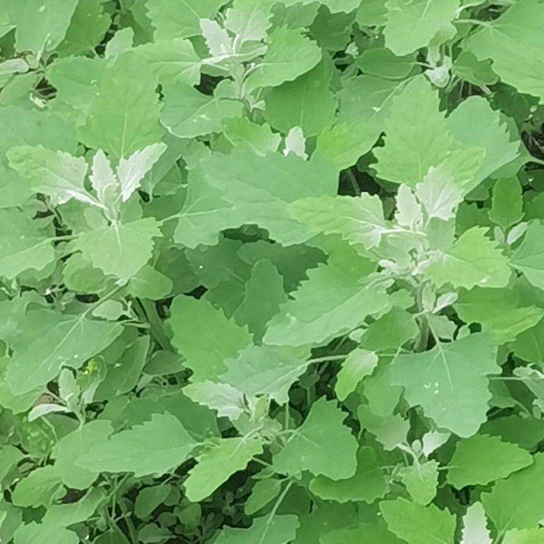 灰灰菜新鲜蔬菜灰藜白藜胭脂菜盐仔菜材野菜一年生