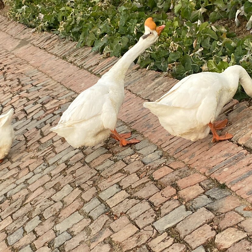 纯种皖西大白鹅