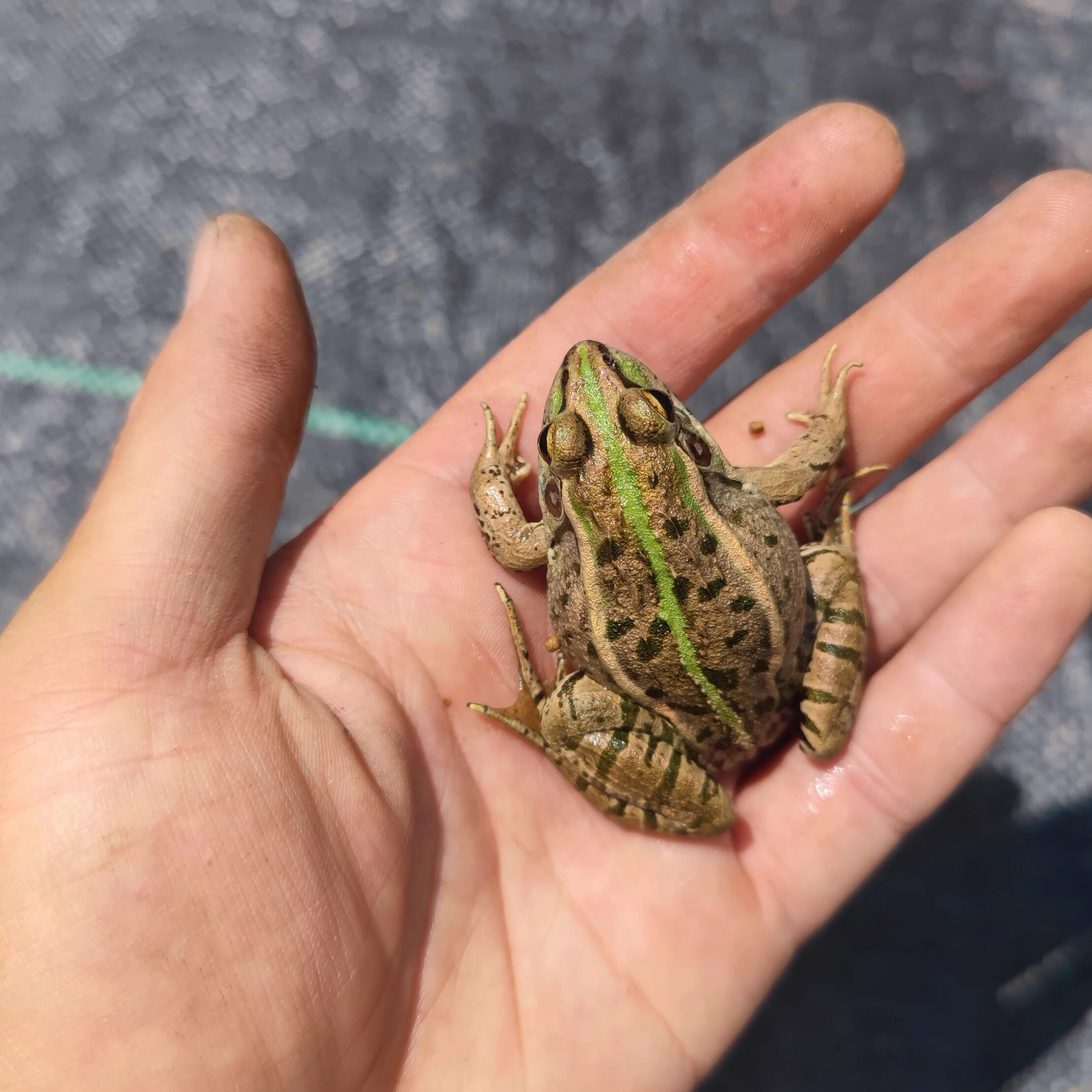活体黑斑蛙小青蛙稻香蛙宠物生态养殖儿童鱼活饵蛙肉烧烤