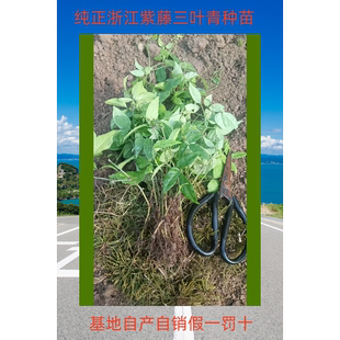 三叶青苗 三叶青小苗 带根苗 金线吊葫芦三叶青种子种苗限时包邮