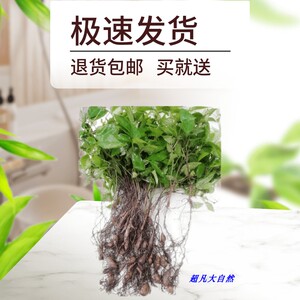 三叶青种苗金线吊葫芦净化空气绿植盆栽吸甲醛三叶青苗清热降火