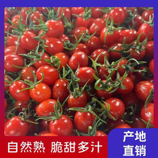 【顺丰包邮】正宗电白冰糖千禧圣女果小番茄樱桃现摘现发爆汁