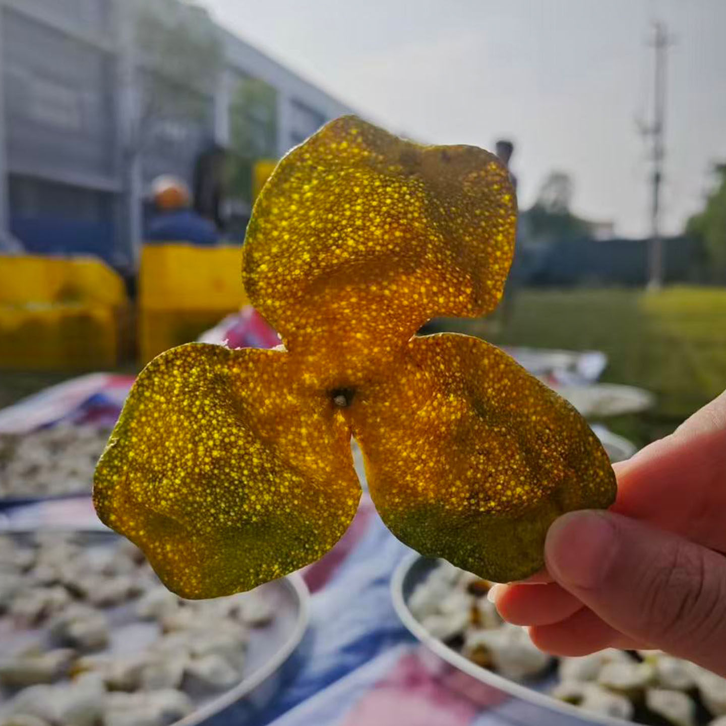 新会梅江二红皮圈枝柑陈皮泡茶