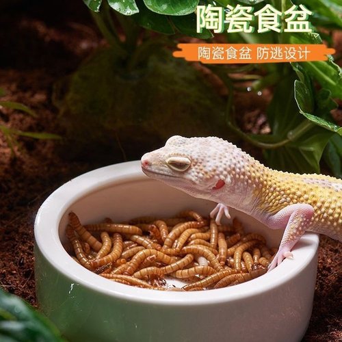 陶瓷爬宠碗爬虫守宫蜥蜴食盆活面包虫杜比亚食碗防逃鬃狮玉米水盆
