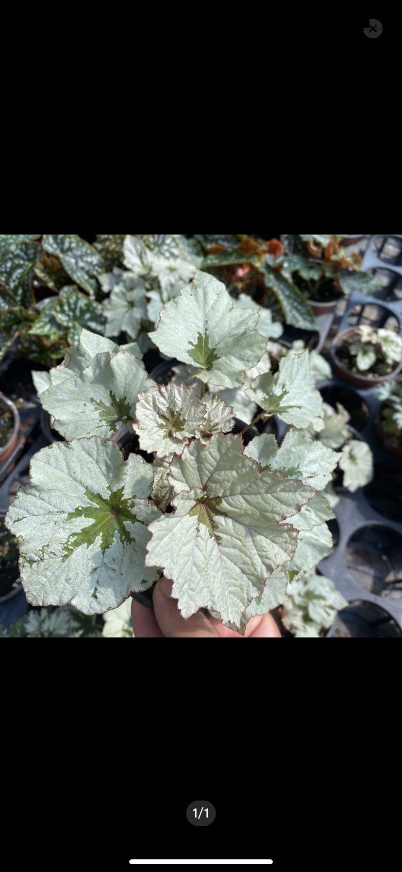 蟆叶秋海棠3网红热植盆栽反蓝光绿植墙ins风阳台玄关耐阴满38包邮