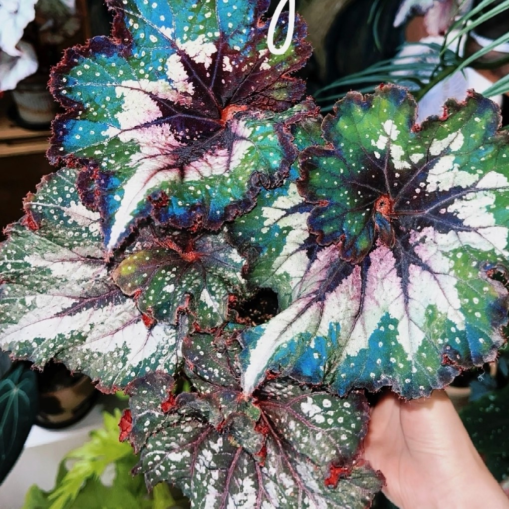 蟆叶秋海棠5网红热植盆栽反蓝光桌面绿植