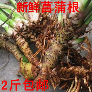 新鲜水菖蒲 石菖蒲臭蒲根 水蜈蚣 水剑草 水菖蒲草根种苗根