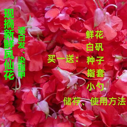 新鲜凤仙花指甲草花苗染指甲红白指甲花瓣种植金凤花种子美甲染发