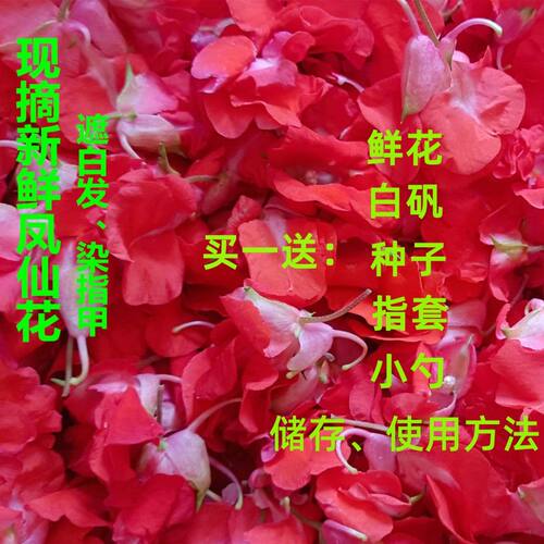 新鲜指甲花凤仙花金凤花花粉染发