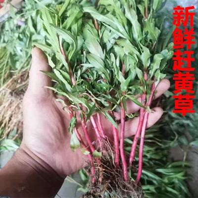 赶黄草扯根菜山黄鳝水杨柳水泽兰