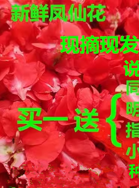 新鲜凤仙花指甲草花苗染指甲红白指甲花瓣种植指甲花种子美甲染发