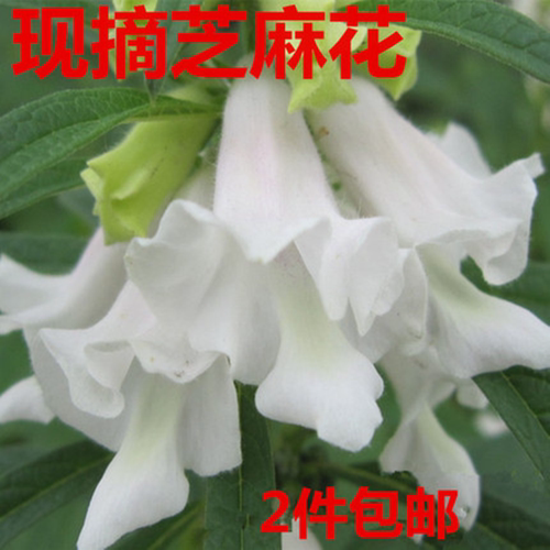 新鲜芝麻花泡酒擦尤候鸡眼冻.伤