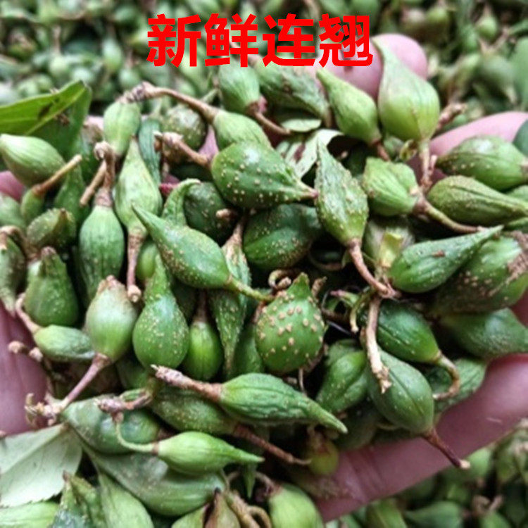 野生连翘 花 新鲜青翘现摘现发