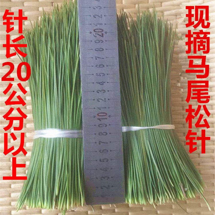 现采天然新鲜松针茶马尾松全松茶松叶新鲜松针茶做酵素蒸包子 传统滋补营养品 养生茶 原图主图