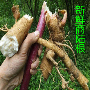 天然新鲜商陆根 山萝卜花商陆见肿消白英章柳根整根3斤包邮