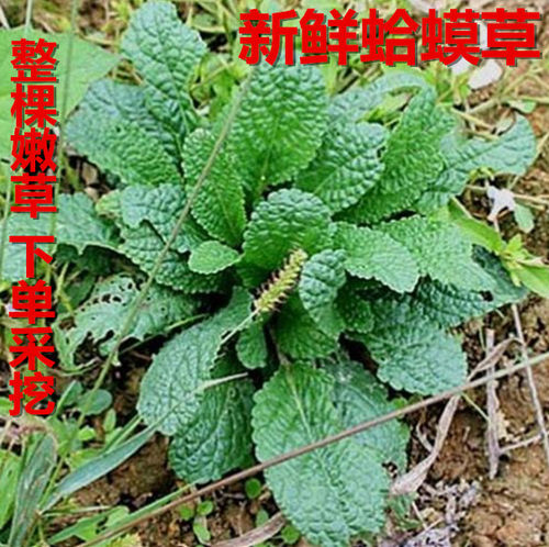 新鲜蛤蟆草荔枝草种子新货干品