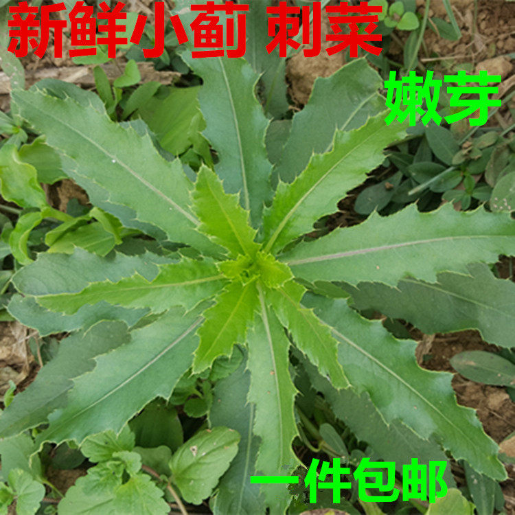 新鲜小蓟湿小蓟根刺金可配茅根小蓟花刺角芽原汁止鼻血四鲜汤食材