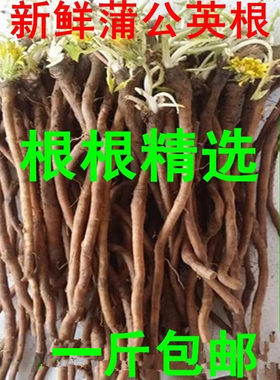 新鲜生新货婆婆丁纯根包邮蒲公英