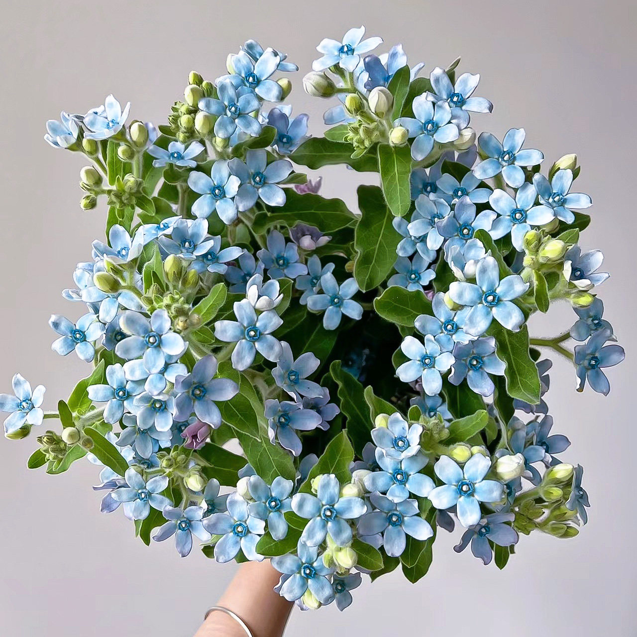 蓝心花1扎/2扎/3扎【1单包邮】百搭配花云南鲜花