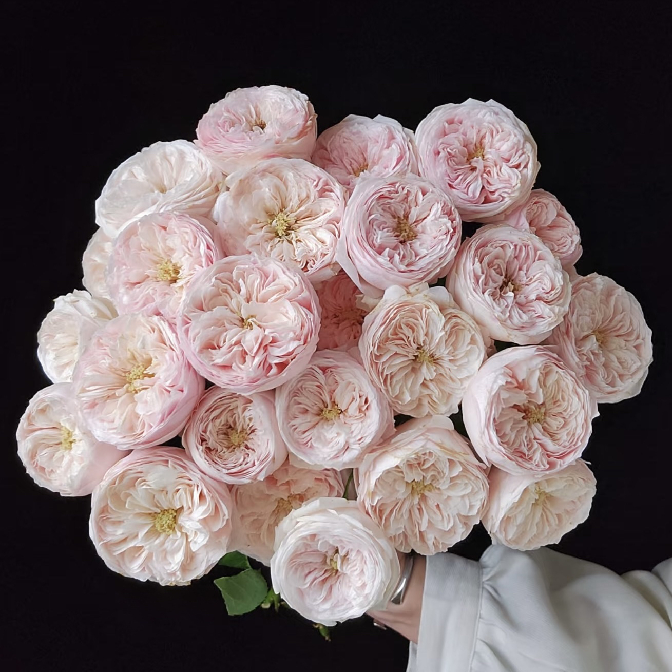 多头玫瑰-A级酷皮10支【任意两单冷链包邮】云南鲜花