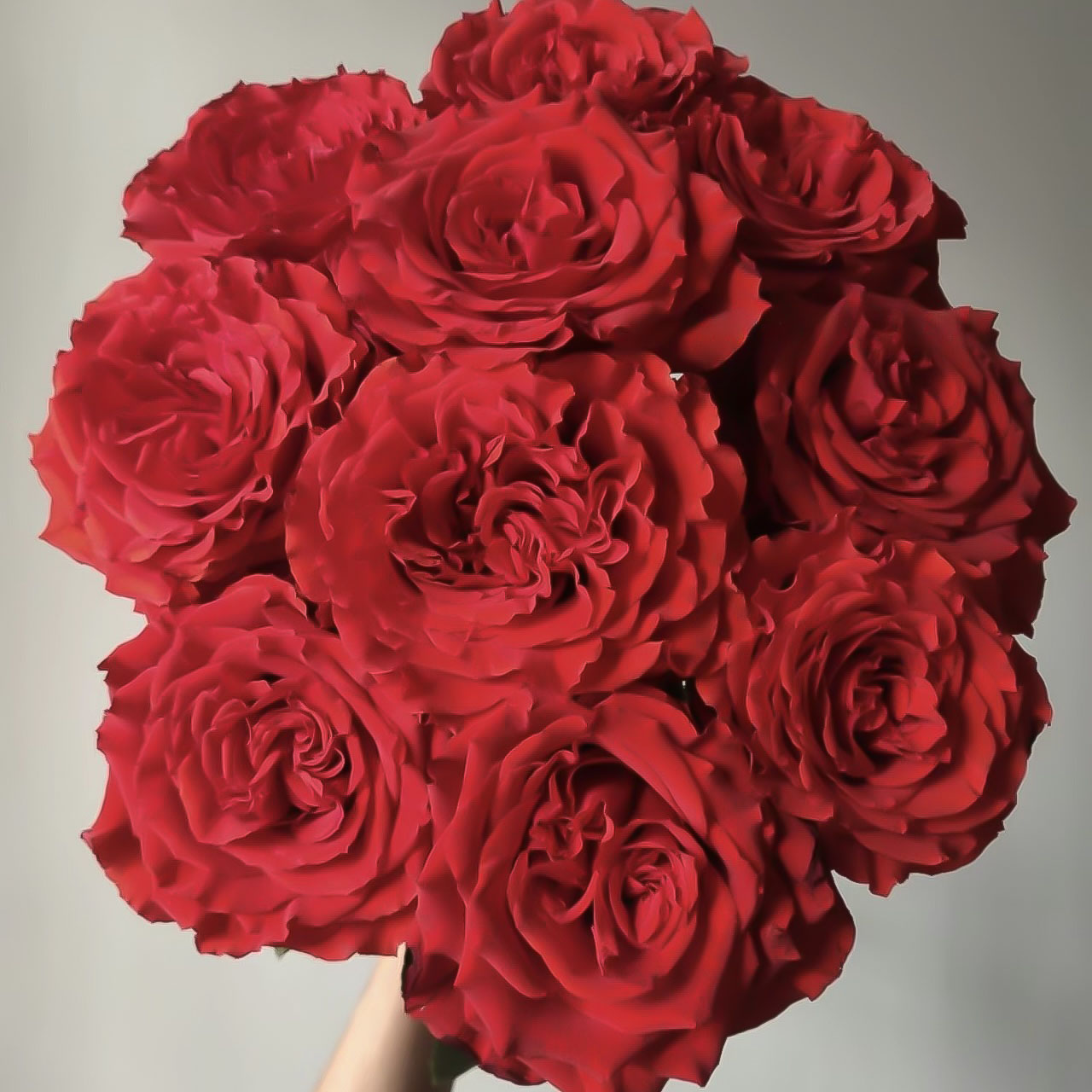 珍爱20枝玫瑰【任意2单冷链包邮】云南鲜花